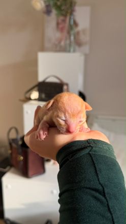 Reinrassige Cornish Rex Babys mit Papieren