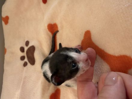 Reinrassige Cornish Rex Babys mit Papieren