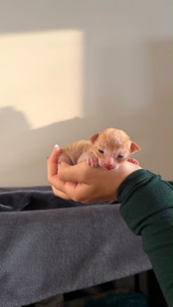 Reinrassige Cornish Rex Babys mit Papieren