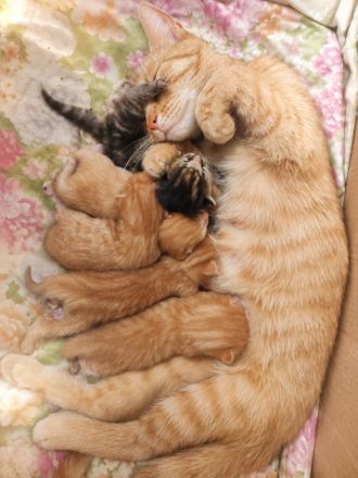 Babykatze Kitten rothaarige Katzenbabys