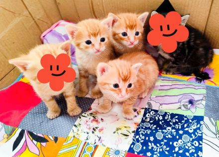 Babykatze Kitten rothaarige Katzenbabys