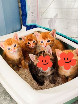 Babykatze Kitten rothaarige Katzenbabys