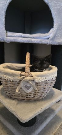 4 Kitten suchen ein neues Zuhause
