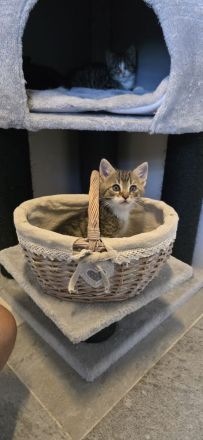 4 Kitten suchen ein neues Zuhause