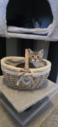 4 Kitten suchen ein neues Zuhause