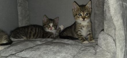 4 Kitten suchen ein neues Zuhause
