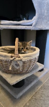4 Kitten suchen ein neues Zuhause