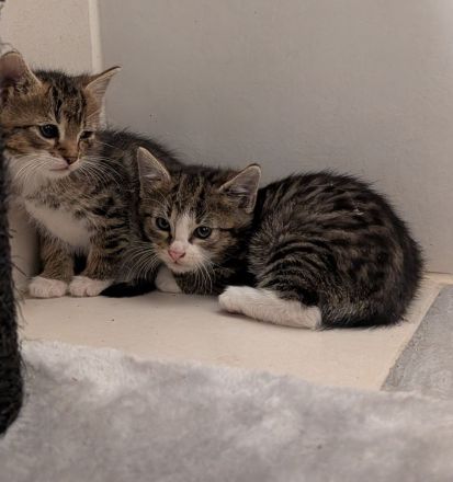 4 Kitten suchen ein neues Zuhause
