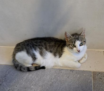 4 Kitten suchen ein neues Zuhause