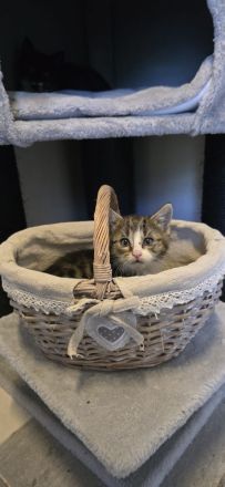 4 Kitten suchen ein neues Zuhause