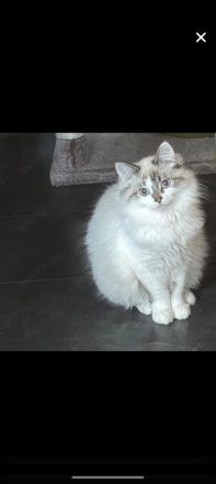 Point Kater mit blauen Augen