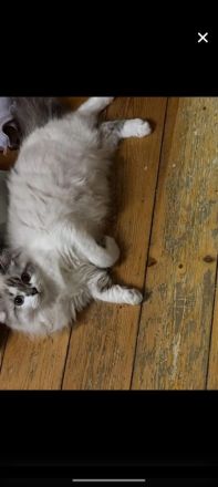 Point Kater mit blauen Augen