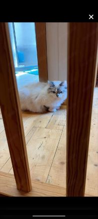 Point Kater mit blauen Augen