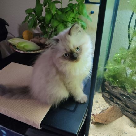 Ragdoll - Neva Mascurade Mix Kitten