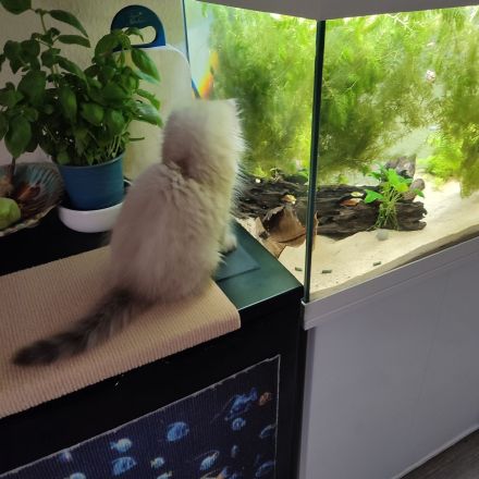 Ragdoll - Neva Mascurade Mix Kitten