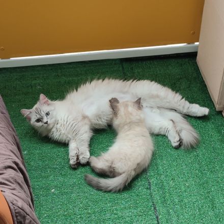 Ragdoll - Neva Mascurade Mix Kitten