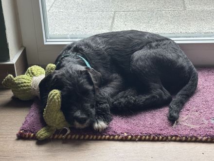 Frenchie-Doodle-Welpe dringend abzugeben