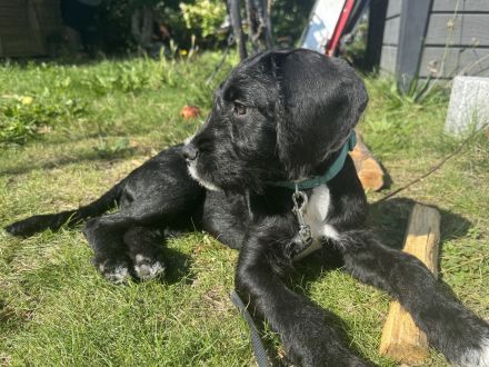 Labradoodle-Mischlings-Welpe dringend abzugeben