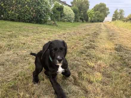 Labradoodle-Mischlings-Welpe dringend abzugeben