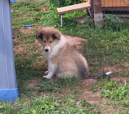 Colliewelpen mit VDH Papiere