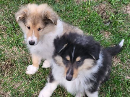 Colliewelpen mit VDH Papiere