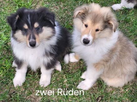 Colliewelpen mit VDH Papiere