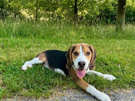Liebevolles Zuhause für unseren jungen Beagle-Rüden gesucht