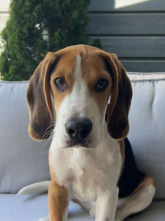 Liebevolles Zuhause für unseren jungen Beagle-Rüden gesucht