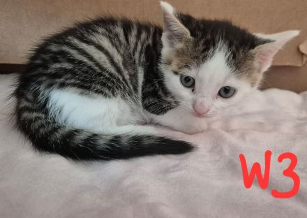 Katzenbaby's