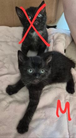 Katzenbaby's