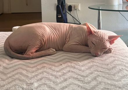 Don Sphynx Dame sucht Deckkater