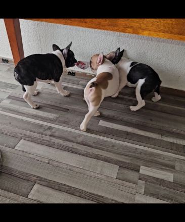 Liebevolle reinrassige Französische-Bulldoggen-Welpen suchen ihre Herzensmenschen
