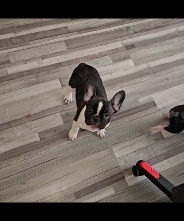 Liebevolle reinrassige Französische-Bulldoggen-Welpen suchen ihre Herzensmenschen