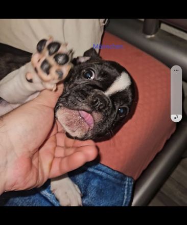 Liebevolle reinrassige Französische-Bulldoggen-Welpen suchen ihre Herzensmenschen