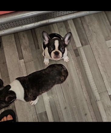 Liebevolle reinrassige Französische-Bulldoggen-Welpen suchen ihre Herzensmenschen