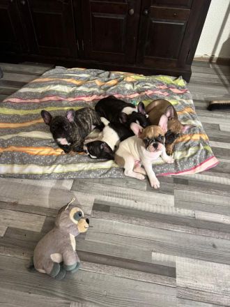 Liebevolle reinrassige Französische-Bulldoggen-Welpen suchen ihre Herzensmenschen
