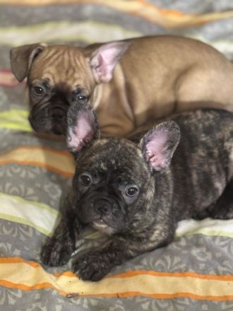 Liebevolle reinrassige Französische-Bulldoggen-Welpen suchen ihre Herzensmenschen