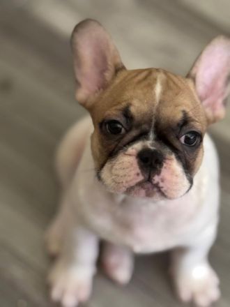 Liebevolle reinrassige Französische-Bulldoggen-Welpen suchen ihre Herzensmenschen