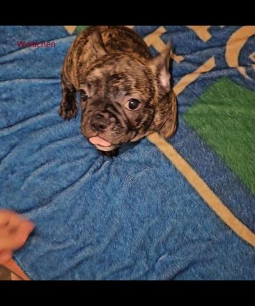Liebevolle reinrassige Französische-Bulldoggen-Welpen suchen ihre Herzensmenschen