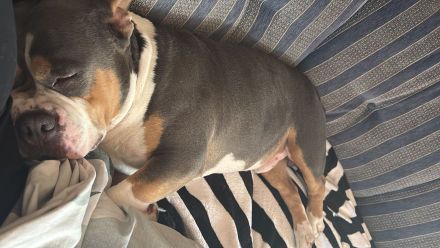 Braver American Bully Rüde sucht neues Zuhause