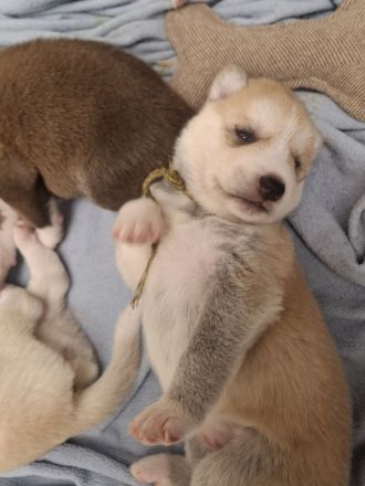 Husky schäferhund welpen