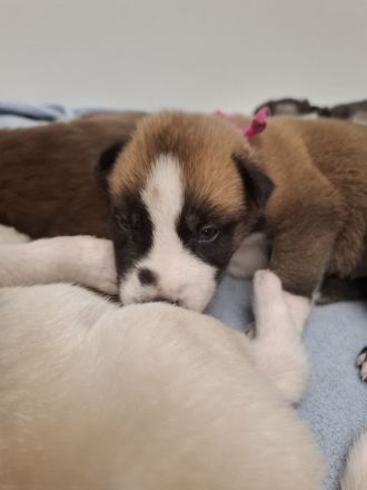 Husky schäferhund welpen