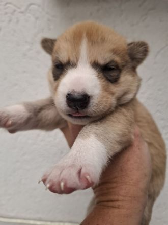 Husky schäferhund welpen