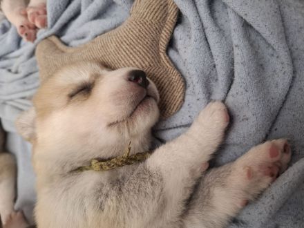 Husky schäferhund welpen