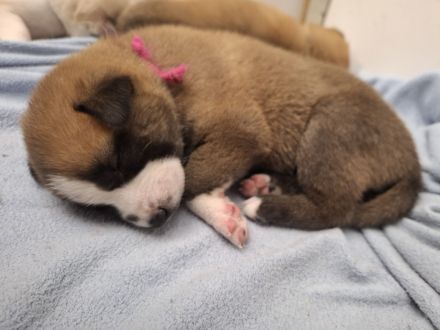 Husky schäferhund welpen