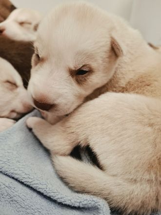 Husky schäferhund welpen