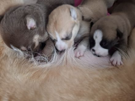 Husky schäferhund welpen
