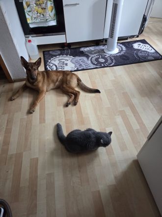 Belgischer Schäferhund-Mischling