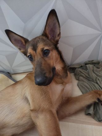 Belgischer Schäferhund-Mischling