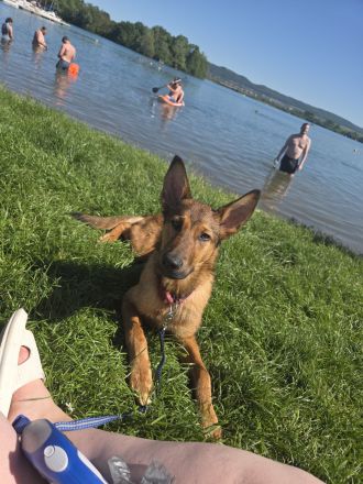 Belgischer Schäferhund-Mischling
